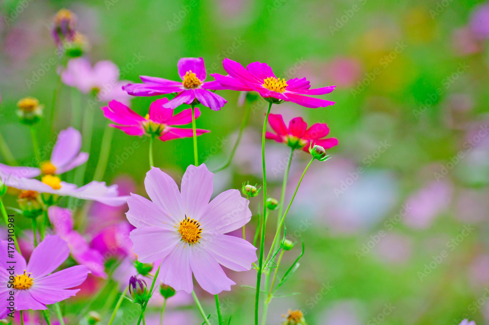 Beautifully blooming cosmos flowers in the autumn field. Beautifully blooming cosmos flowers in the autumn field.