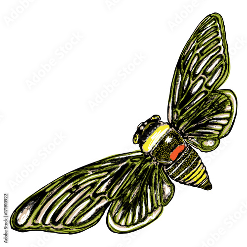 Color cicada hand drawn. Isolated insect with wings on white background for Halloween. Vector.
