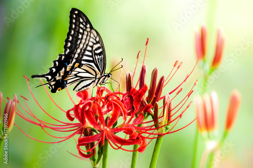 Red spider flower and a tiger butterfly.