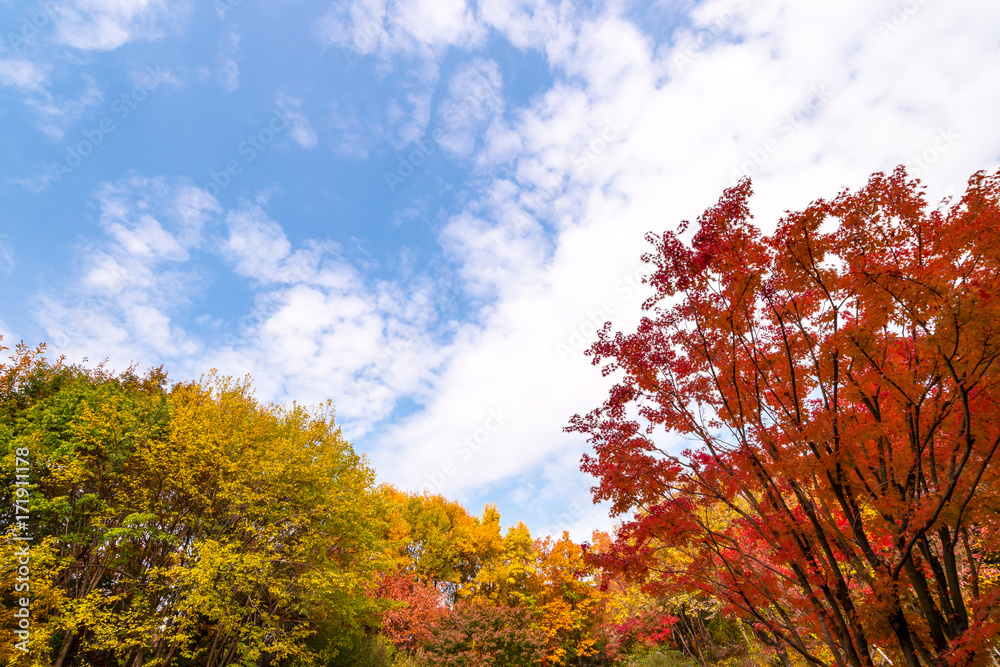 Fototapeta premium Autumn red maple leaves and blue sky.