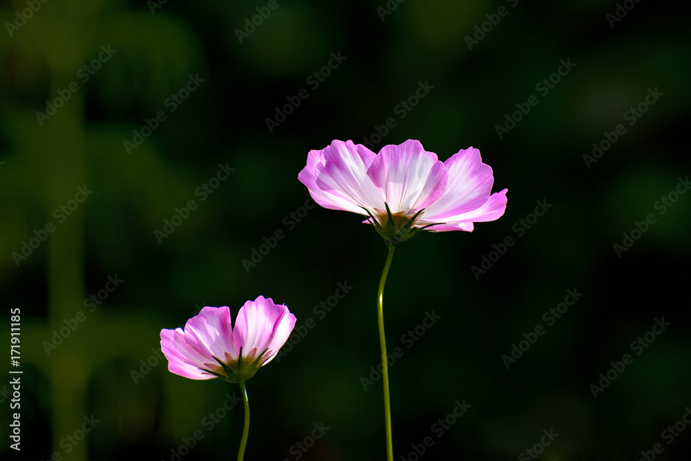 Fototapeta premium Beautifully blooming cosmos flowers in the autumn field.
