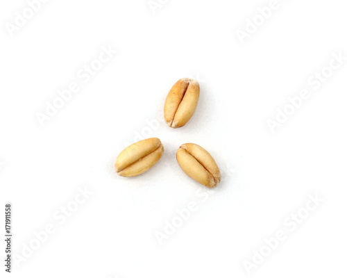 Three Wheat Grain Kernels on a White Background