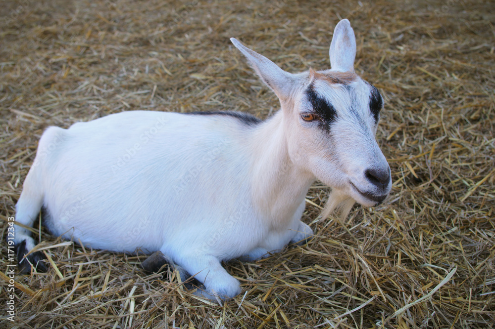 white young goat lamb resting on straw farm mammal livestock white young goat lamb resting on straw farm mammal livestock