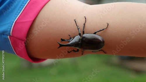rhinoceros beetle.
