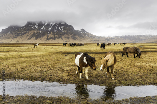 Horsees of Iceland