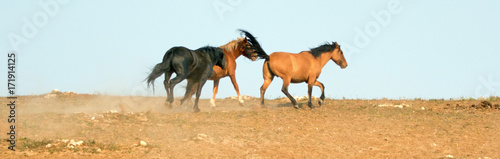 Wild Horse Mustang Stallion snaking or driving his mares in the Pryor Mountains Wild Horse Range on the state border of Wyoming and Montana United States