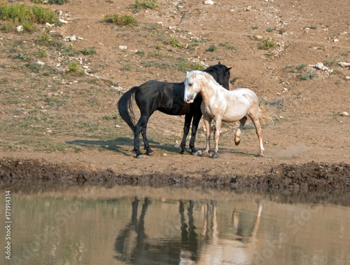 Wild Horses   Mustangs facing off before fighting in the Pryor Mountains Wild Horse Range on the state border of Wyoming and Montana United States