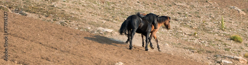 Wild Horses / Mustangs fighting in the Pryor Mountains Wild Horse Range on the state border of Wyoming and Montana United States
