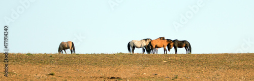 Wild Horses   Mustangs fighting in the Pryor Mountains Wild Horse Range on the state border of Wyoming and Montana United States