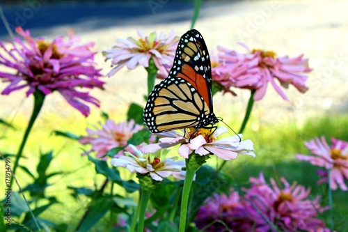 Monarch Butterfly