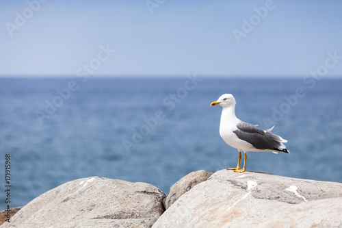 Glaucous Gull Larus hyperboreus