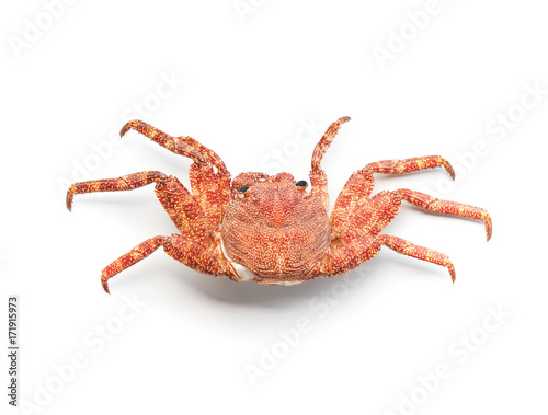 Red European Shore crab isolated on white