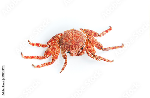 Red shore crab isolated on white