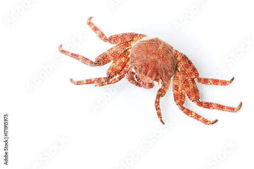 Red European Shore crab isolated on white