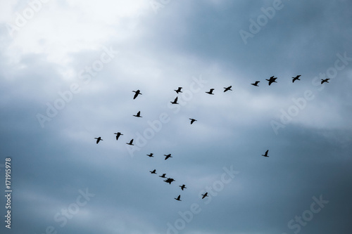 Flock of Black Cormorants in cloudy sky