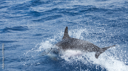 Jumping Common Dolphins tail
