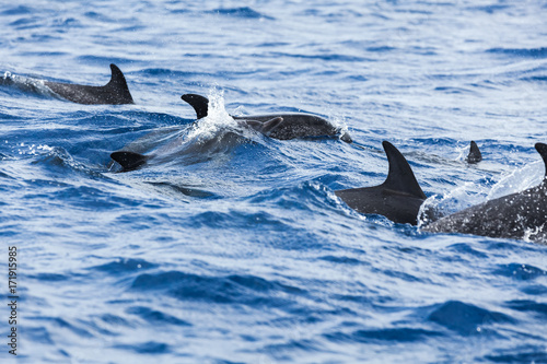 Flock of Common Dolphins swimming