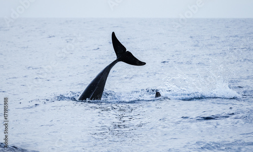 Tail of Common Dolphin. Atlantic Ocean