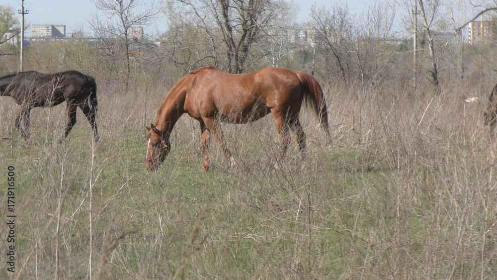 Horses on a farm in spring time Horses on a farm in spring time