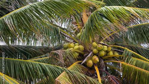 Group of coconut on a coconut tree.