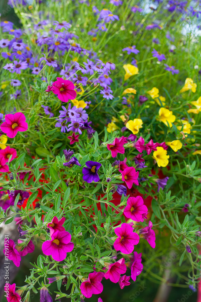 colorful flowers in summer