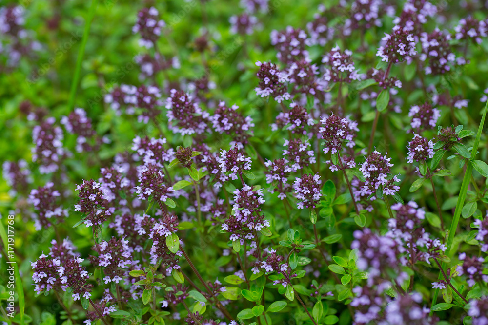 Obraz premium thyme blossoms