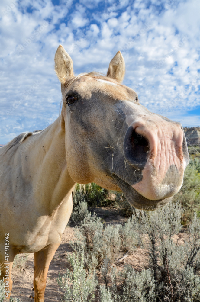 Fototapeta premium palomino horse head close-up with eyes looking directly into the camera Cannonville, Garfield county, Utah, USA
