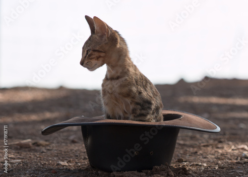 Obraz na płótnie Tigerkatze im Hut