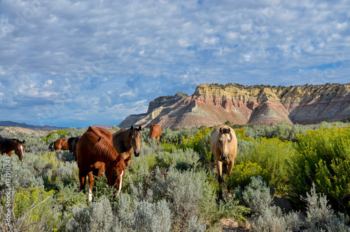 grazing brown and palomino horses among flowering sagebrush in the valley of Paria river  Cannonville, Garfield county, Utah, USA © ssmalomuzh