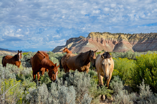 grazing brown and palomino horses among flowering sagebrush in the valley of Paria river Cannonville, Garfield county, Utah, USA