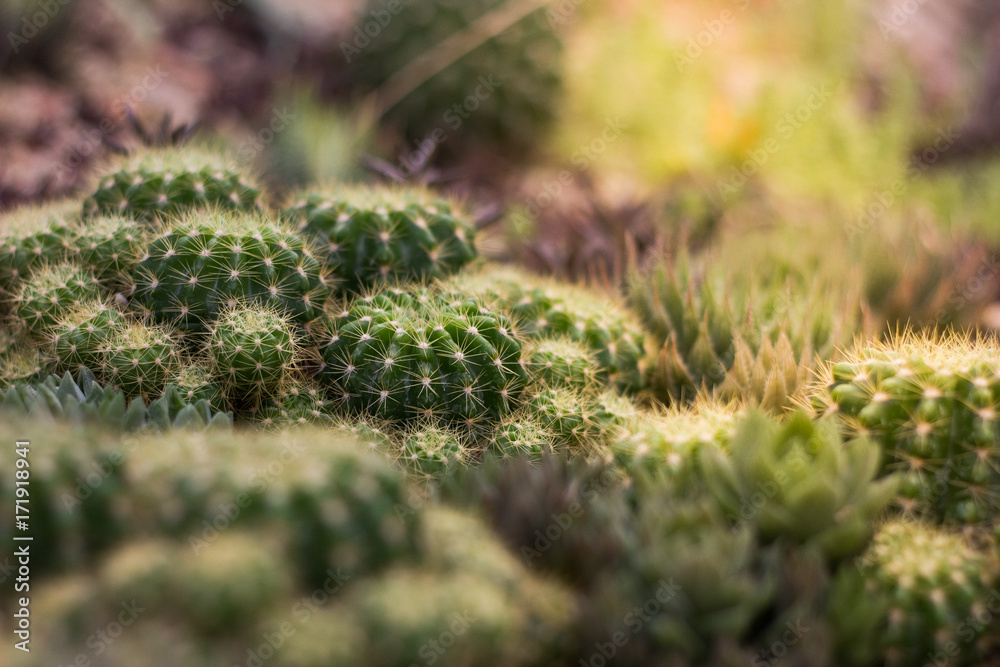 Cactus garden Cactus garden