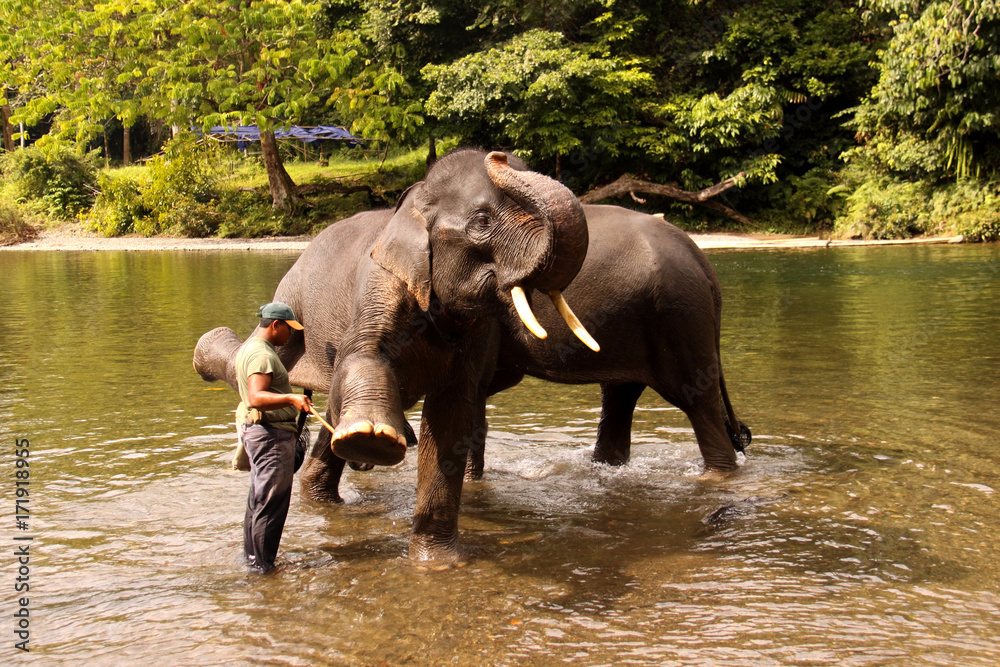 Naklejka premium swimming Sumatran elephants Tangkahan, Sumatra, Indonesia
