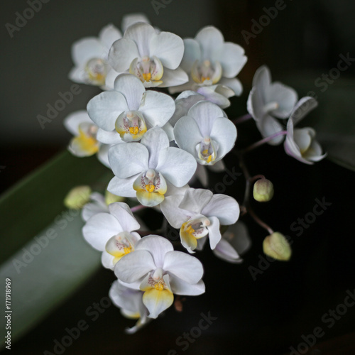 Isolated Squared View of Spray of Miniature White Orchid Phalaenopsis   Moth Orchids 