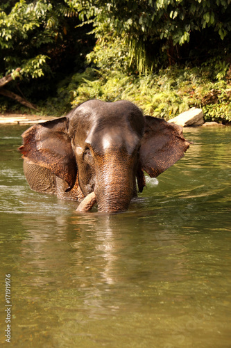 swimming Sumatran elephants Tangkahan, Sumatra, Indonesia