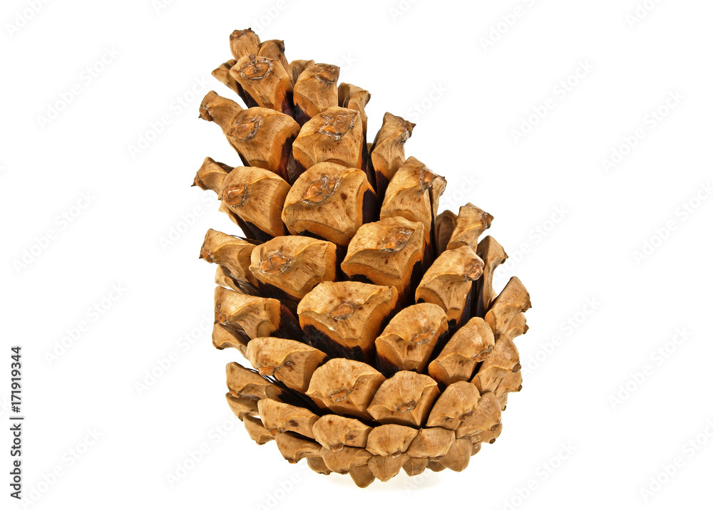 Beautiful pine cone isolated on a white background Beautiful pine cone isolated on a white background