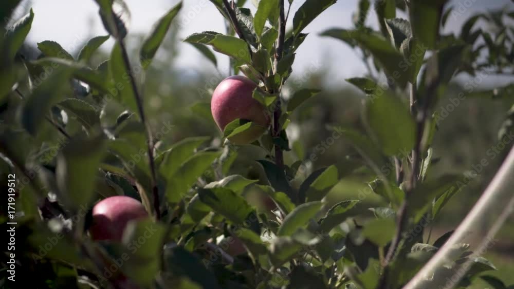 Camera orbits around a ripe fuji or red delicious apple hanging on an apple tree ready for picking.