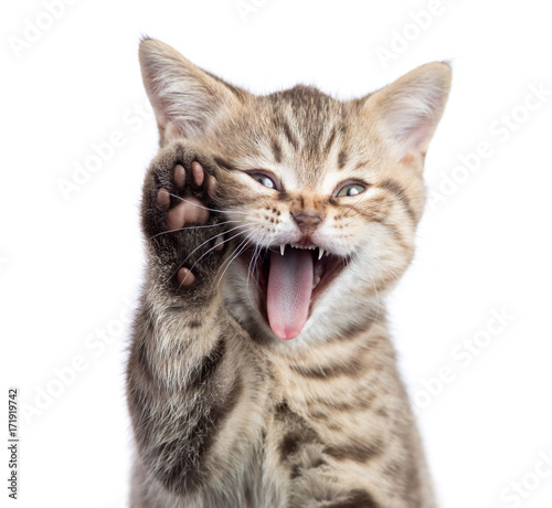Funny cat portrait with open mouth and raised paw isolated