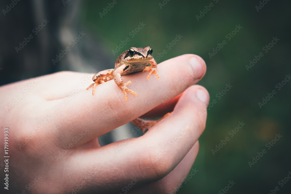 A frog on the hand of a child.