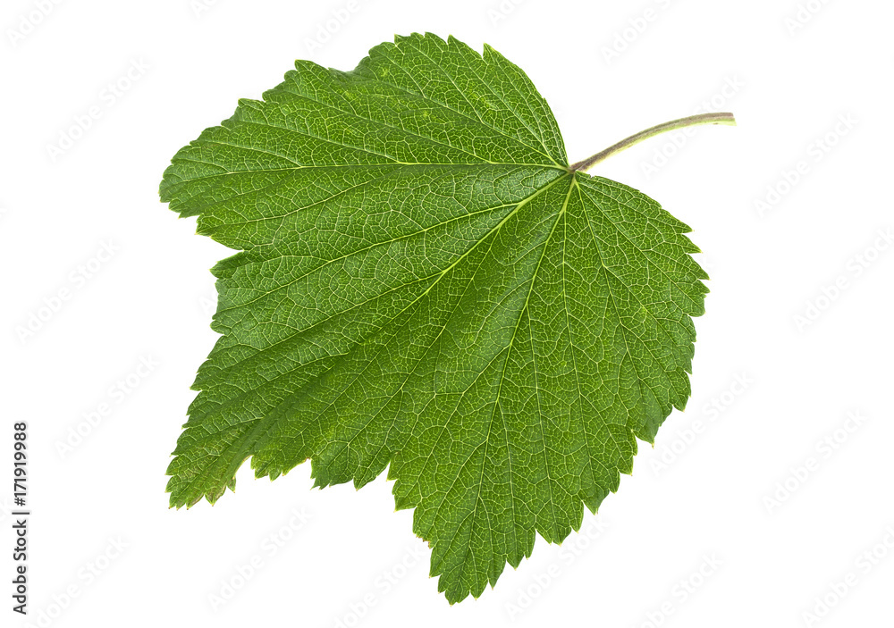 Fototapeta premium Currant leaf isolated on a white background