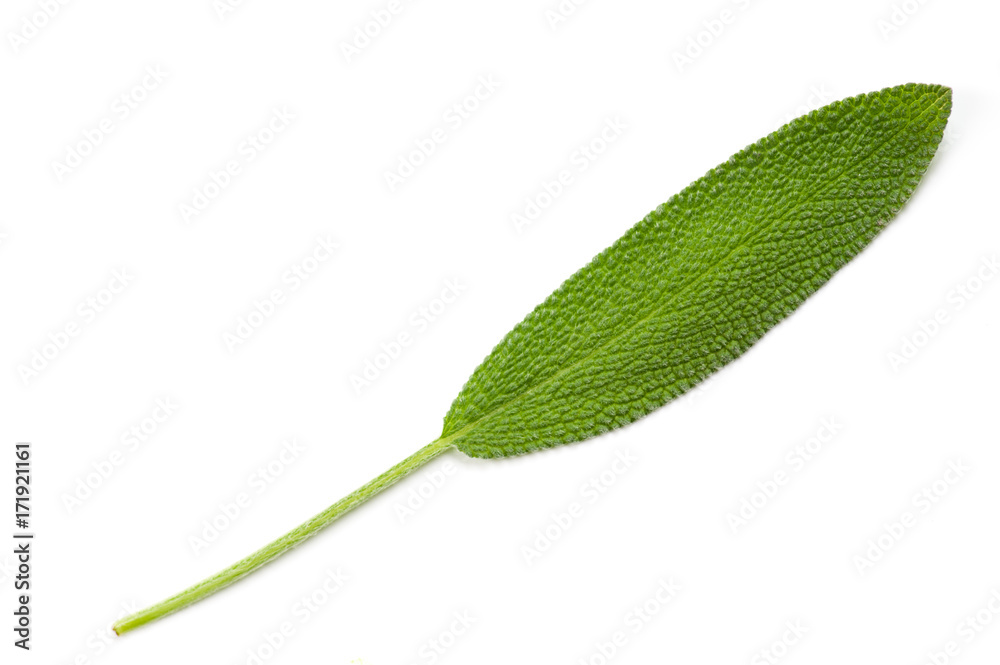 Obraz premium セージ