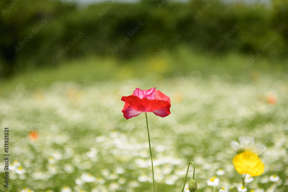 Obraz premium 主演女優