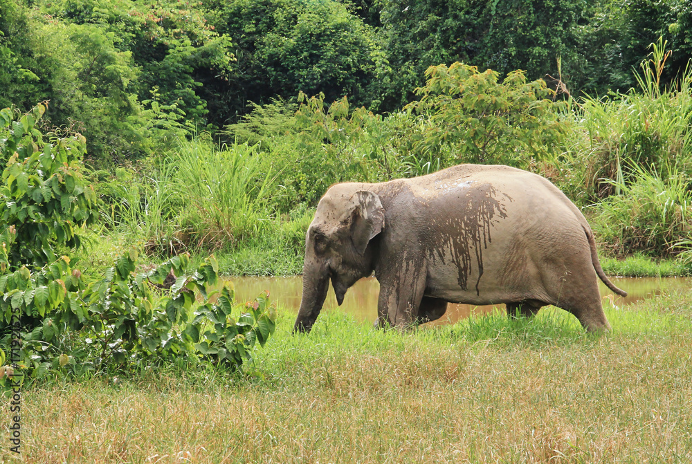 Wild Asian elephant is escaping into the forest. Wild elephant at Kui Buri National Park, Thailand.