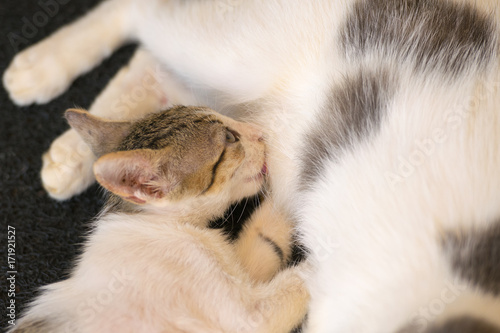 Baby cat drinking milk from her mother. © Bill Anastasiou