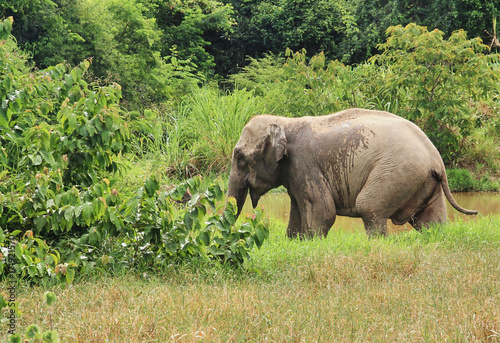 Wild Asian elephant is escaping into the forest. Wild elephant at Kui Buri National Park, Thailand.