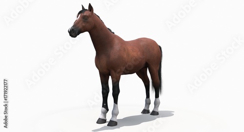 Brown Horse  3D 