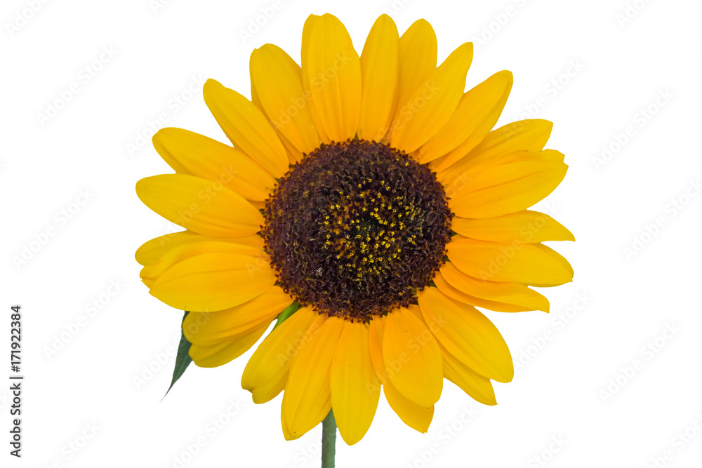 Fototapeta premium Sunflower isolated on white background