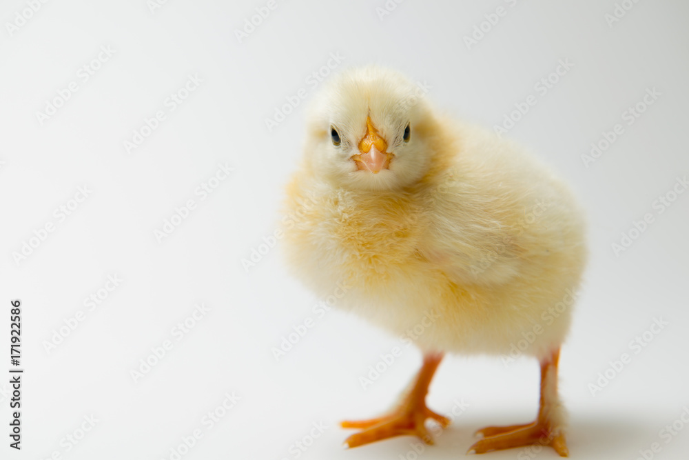 little chick in front of bright background little chick in front of bright background