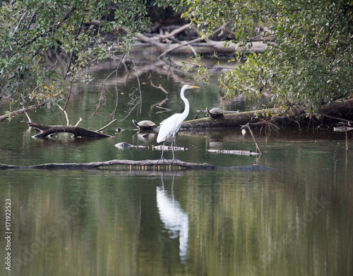 White bird on lake with turtles