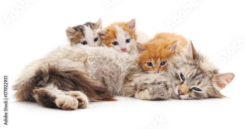 Photography Cat with kittens.