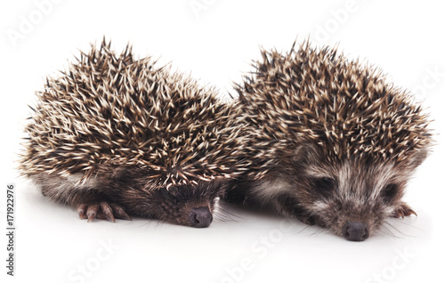 Two little hedgehogs.